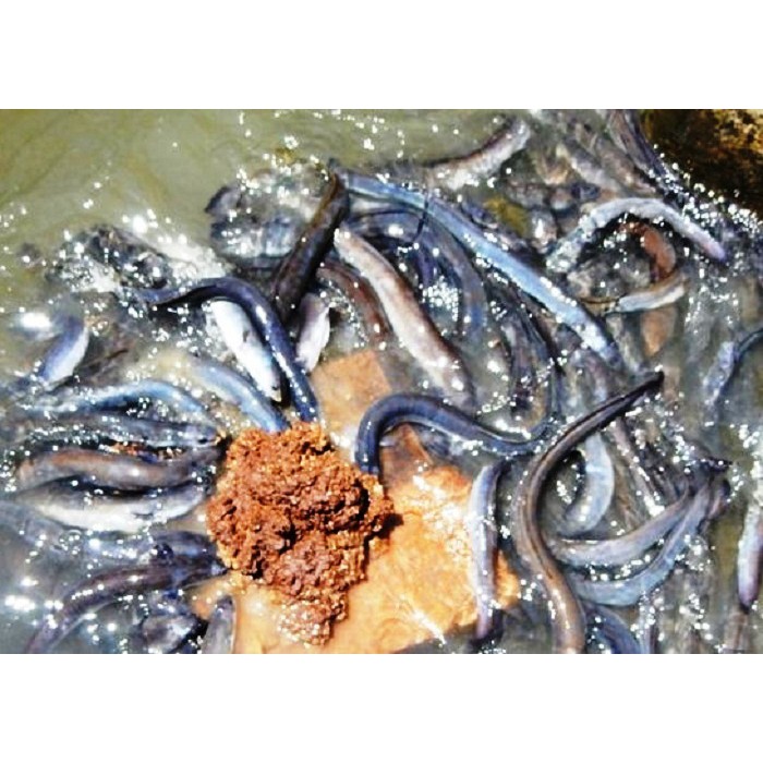 

Sidat Available Eel 1Kg - Anguilla Bicolor Murah Terlaris