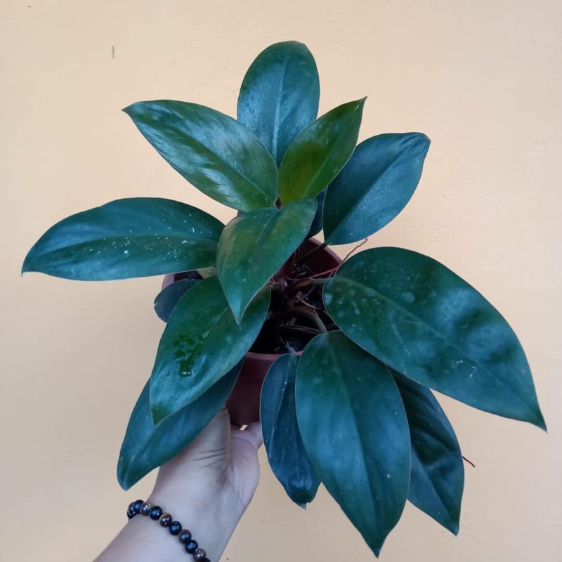 TANAMAN HIAS PHILODENDRON CONGO ROJO