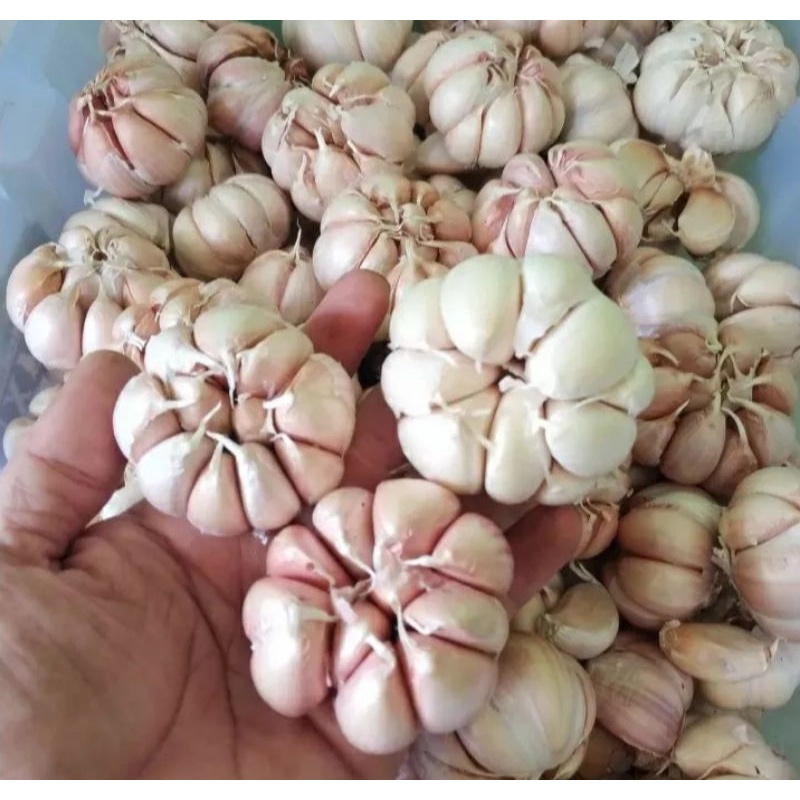 

Bawang putih