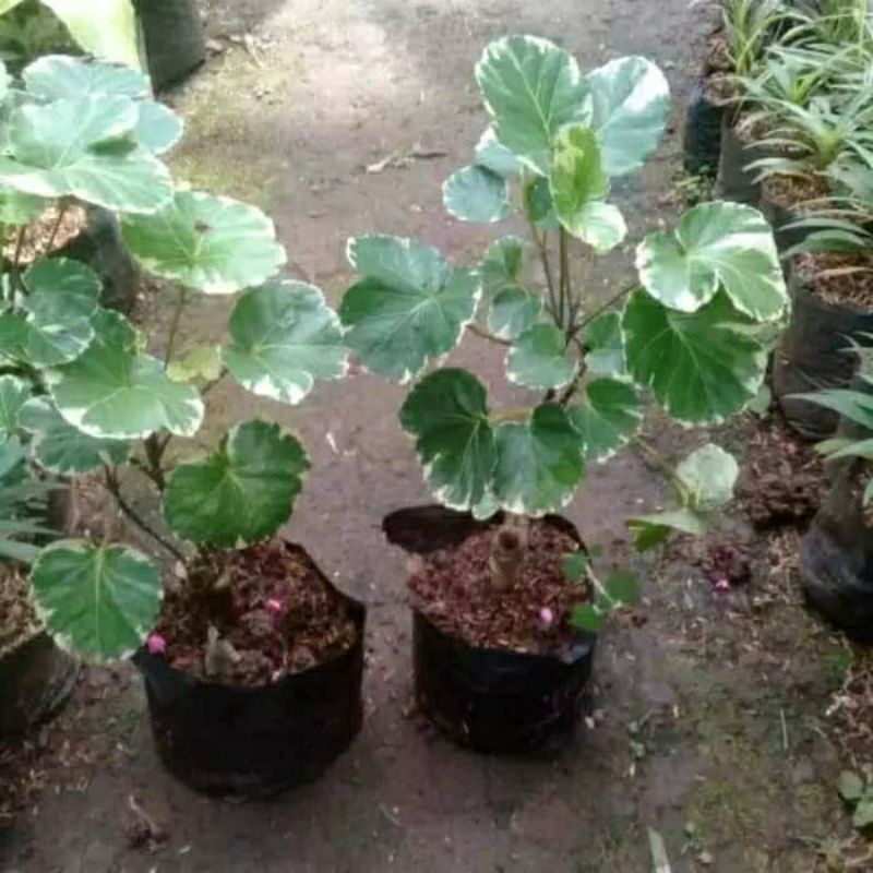 Tanaman hias mangkok variegata