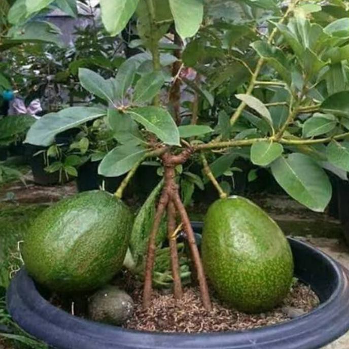 Alpukat Kendil Bibit Alpukat Kendil Tambulampot C@R