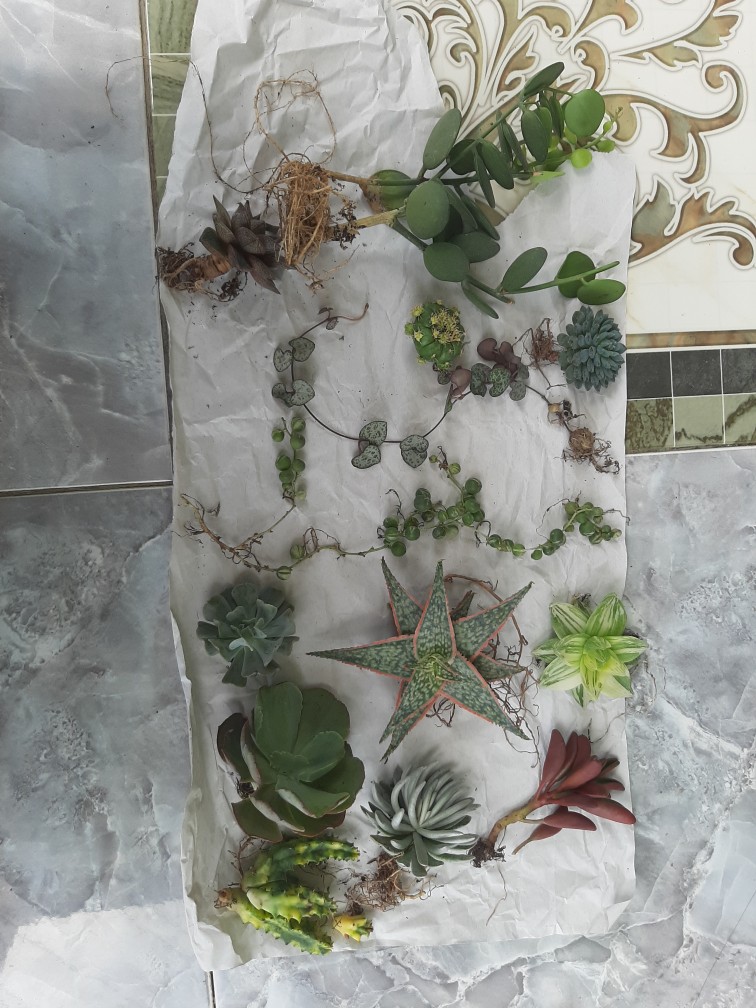 Sekulen Huernia Varigata