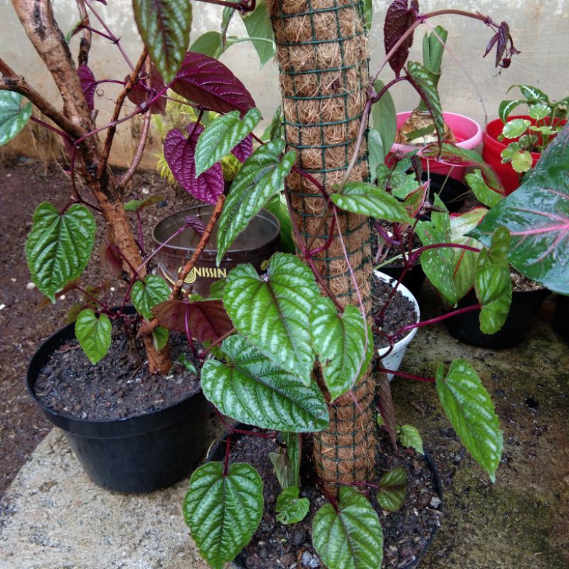 tanaman hias sirih keraton-tanaman sirih keraton-sirih keraton Rimbun makmur