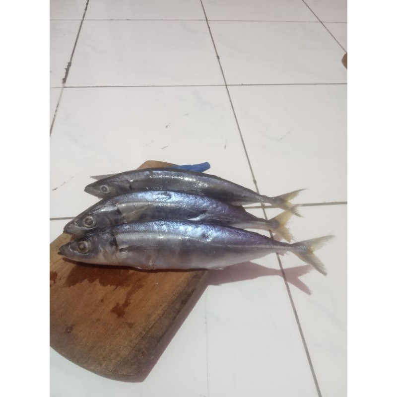 

ikan layang jumbo beku 1 kg