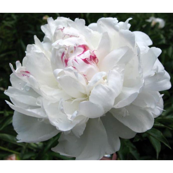 Siap Kirim Benih / Bibit / Biji Bunga White Peony Import Juara