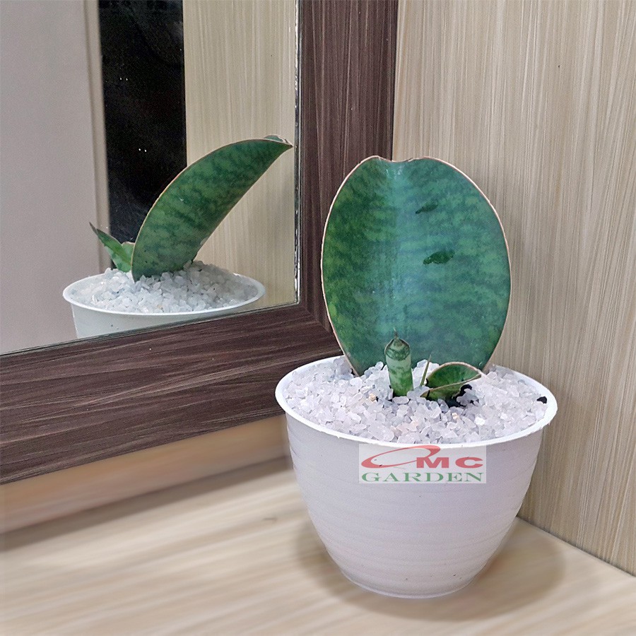 Lidah Mertua Sansevieria Sansivera Sansiviera Sensiviera Masoniana Giant Centong Jumbo LM-MS-P1020