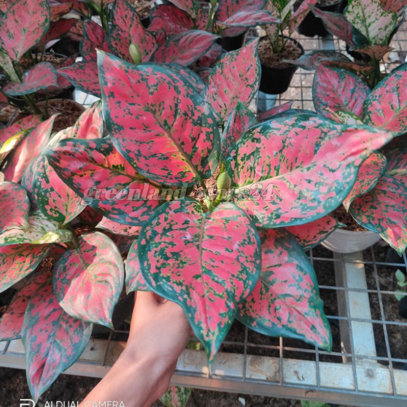 aglaonema dud anjamani - aglonema dud anjamani - aglaonema - aglonema