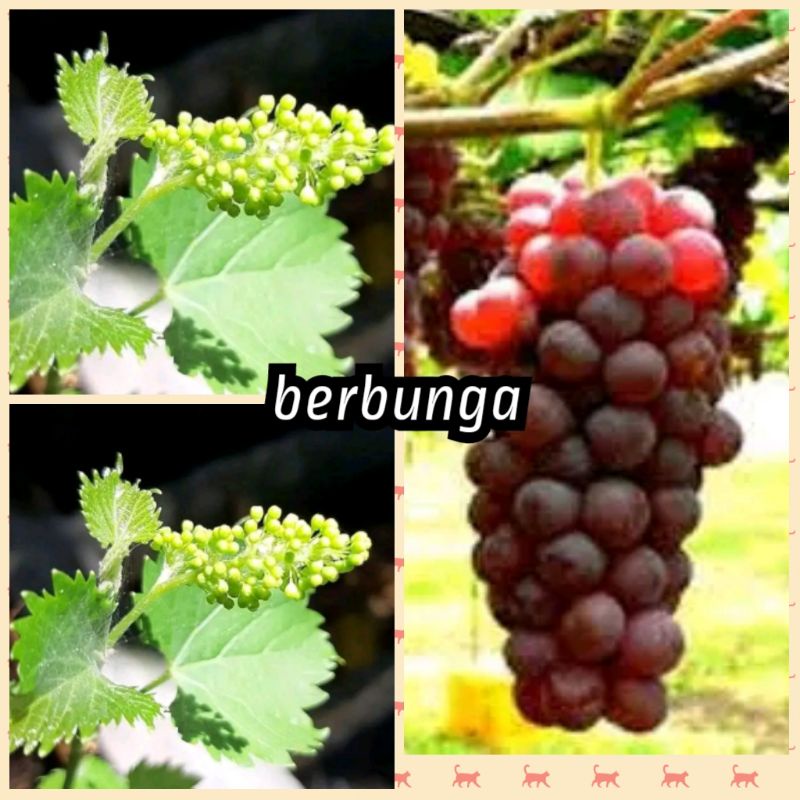 bibit anggur berbunga