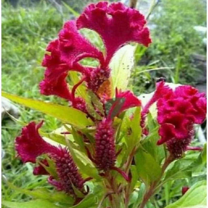 Bunga jengger ayam