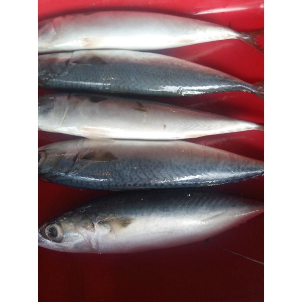 

Ikan Makarel fresh segar