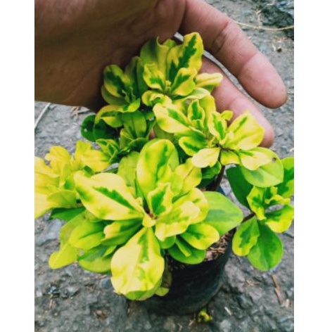 tanaman hias gingseng kuning/pohon Gongseng hias
