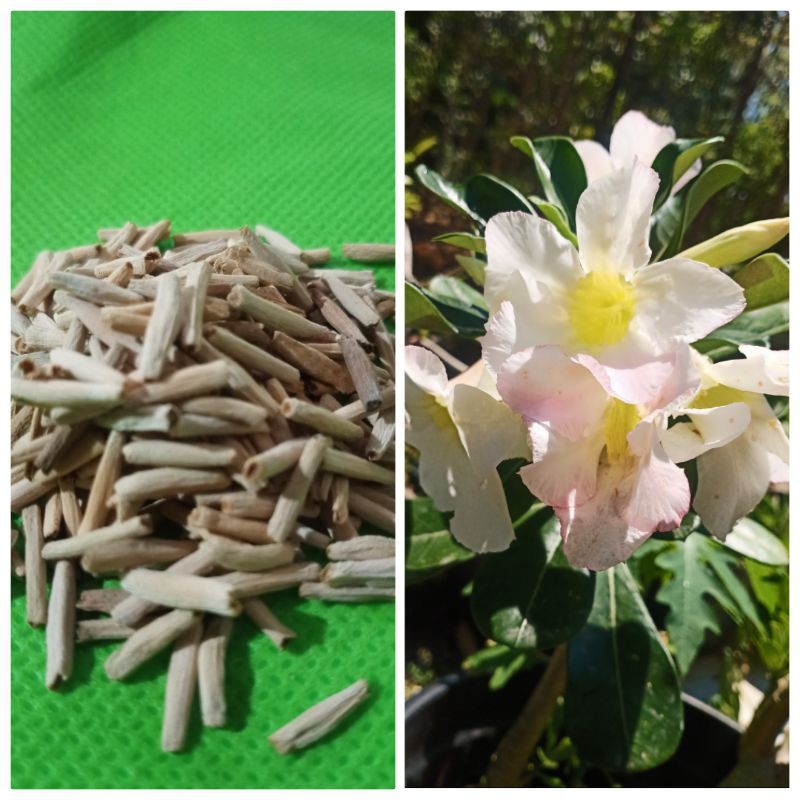 biji/bibit kamboja/adenium percabangan bunga putih