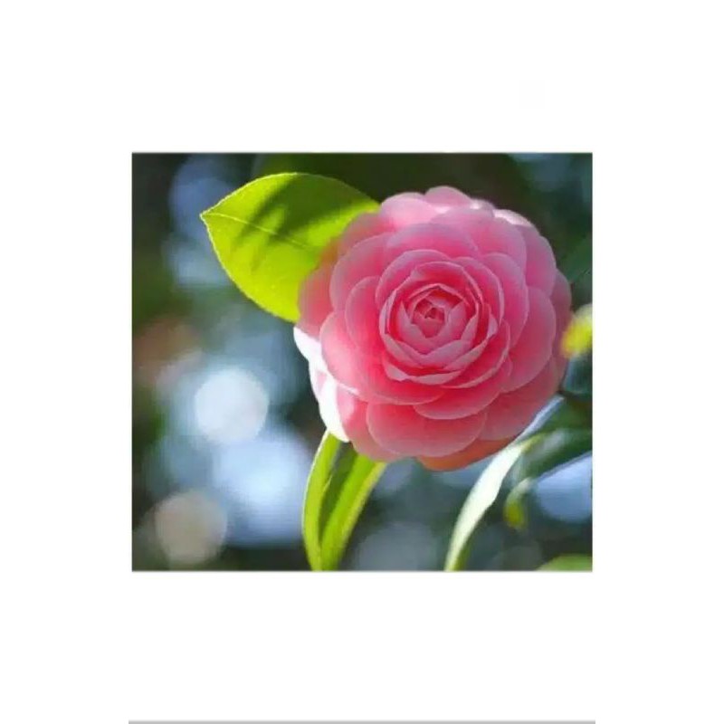 benih bunga mawar camelia