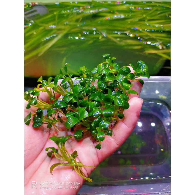 anubias petit tropika