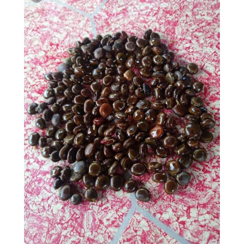 

Biji Bonsai Arabika/klampis ireng