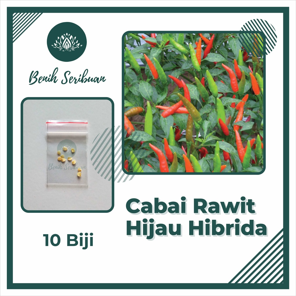 BS-BYL Bibit Cabe Konsumsi Benih Sayuran Cabai Rawit Merah Setan Sayur Unggul Cabe Setan ORI 212 Besar Hijau Keriting Shypoon Orion Viral dll-RAWIT HIJAU HIBRIDA