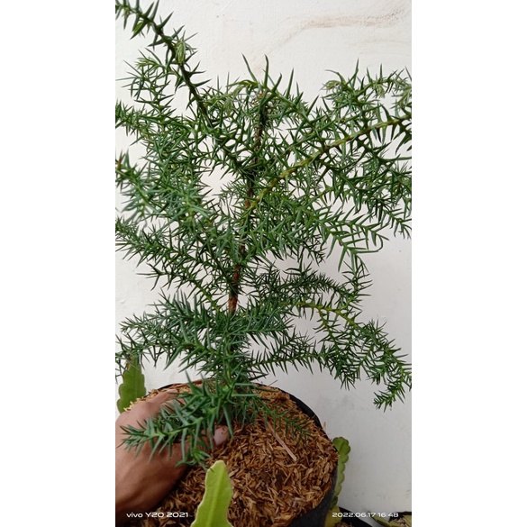 Cemara Pentris Daun Besar
