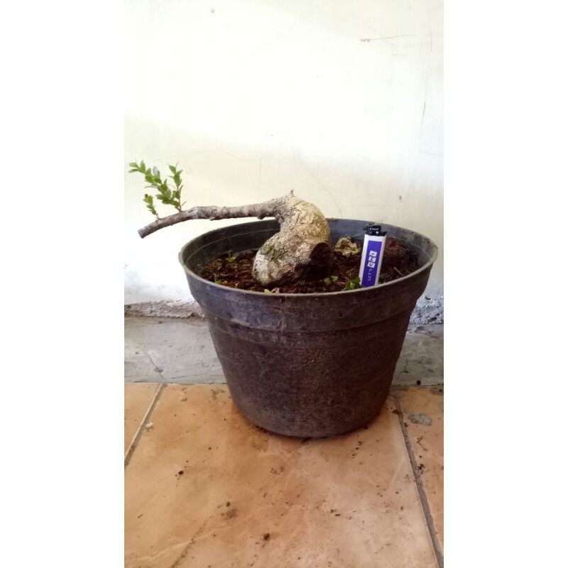 Bahan bonsai santigi/cantigi gunung prospek