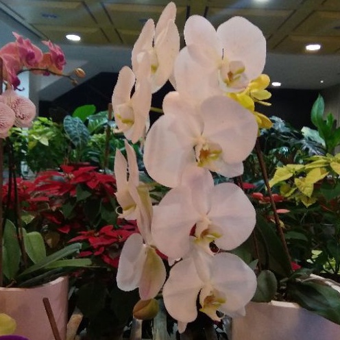 Tanaman hias anggrek bulan putih - 199plant_bandung
