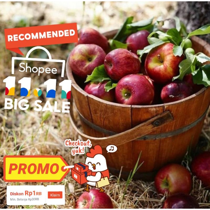 Bibit apel fuji cangkok cepat berbuah / bibit apel  berkualitas