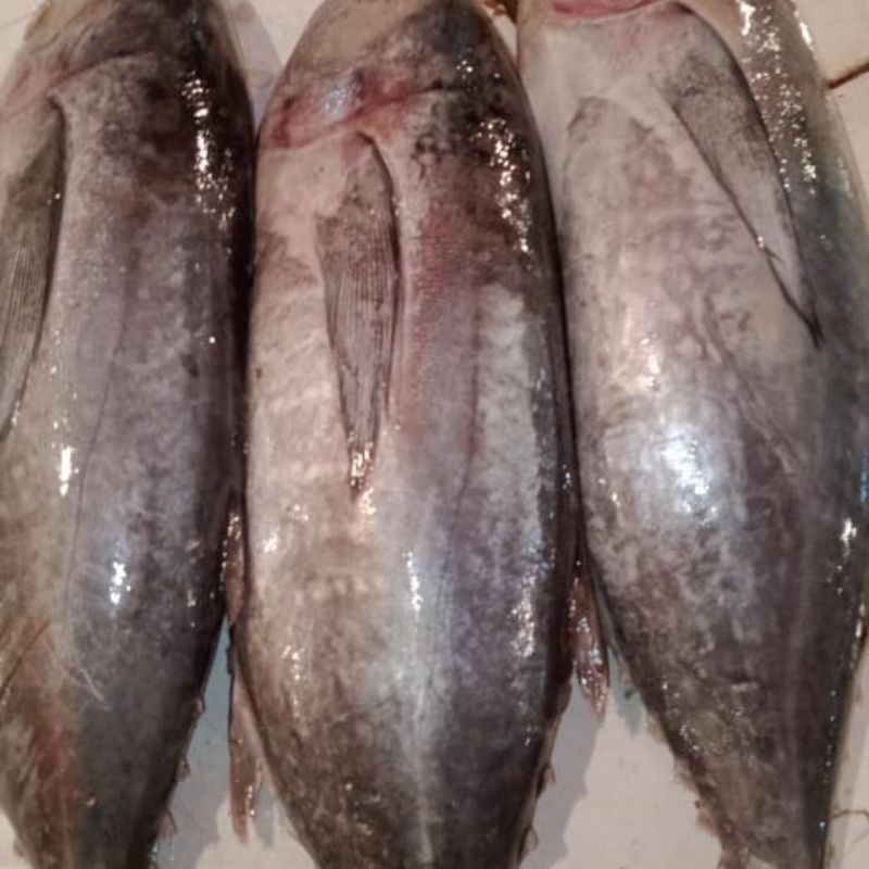 

ikan tuna fresh 1kg