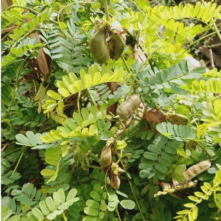 Daun Saga Rambat Segar