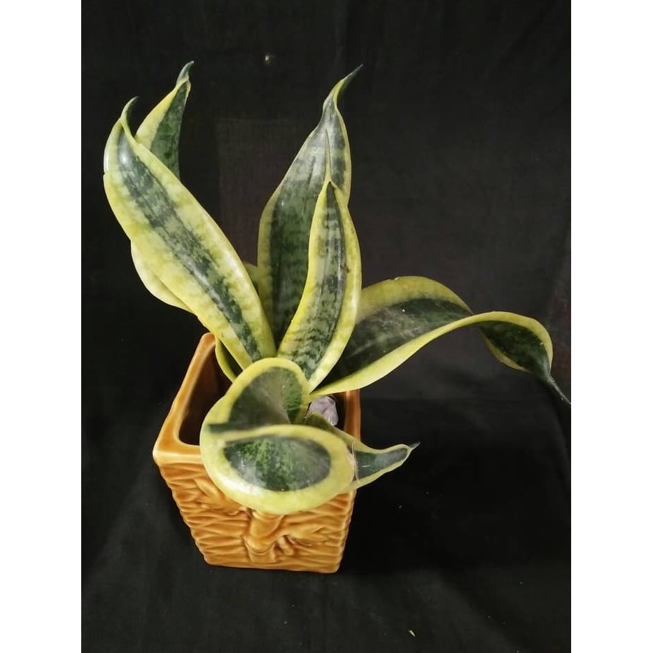 SANSEVIERIA TWISTER
