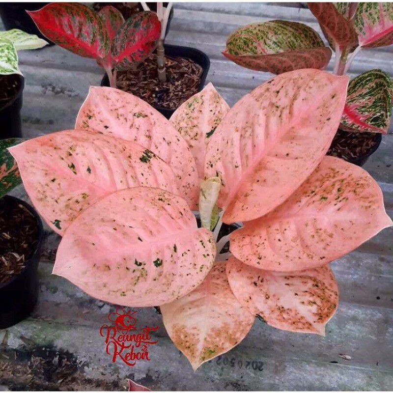 bibit baby/anakan aglonema stardas oren