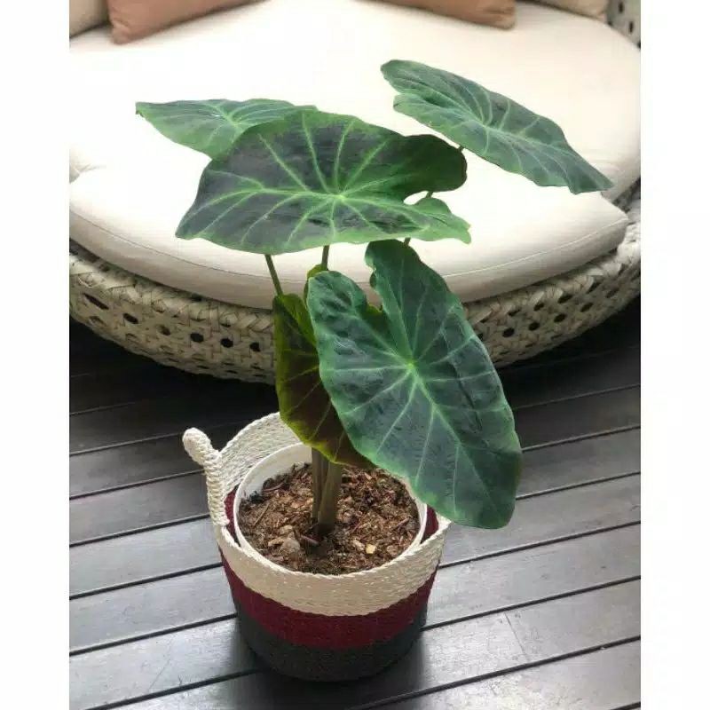 PROMO kaladium  black beauty keladi hitam bunga hidup tanaman hias