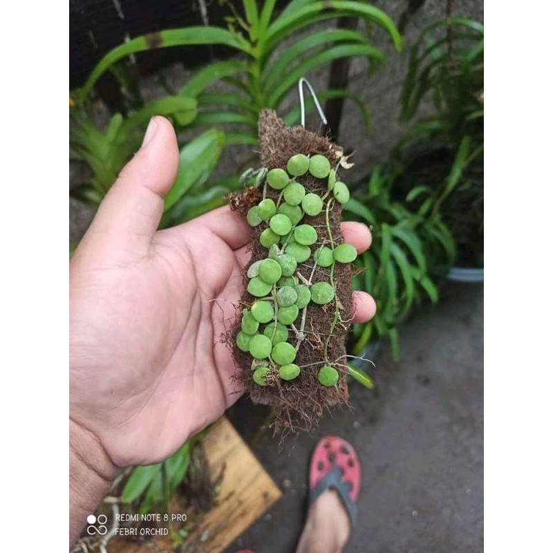 TANAMAN HIAS DISCHIDIA NUMULARIA