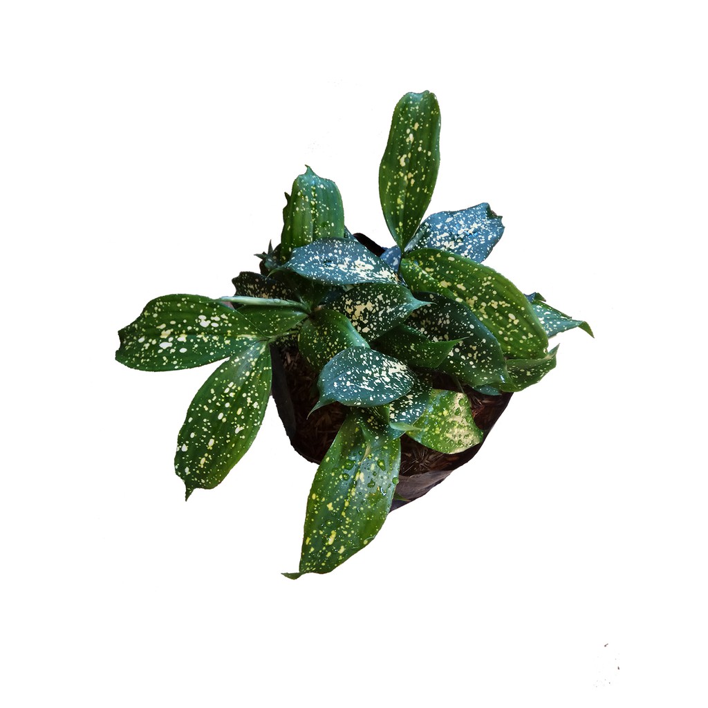 Tanaman Hias Bambu Jepang Dracena Florida