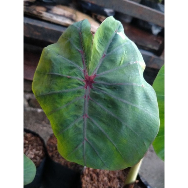 colocasia black widow