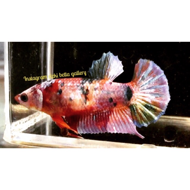 Ikan Cupang Nemo Rainbow Gold Masking Super Grade Shopee Indonesia