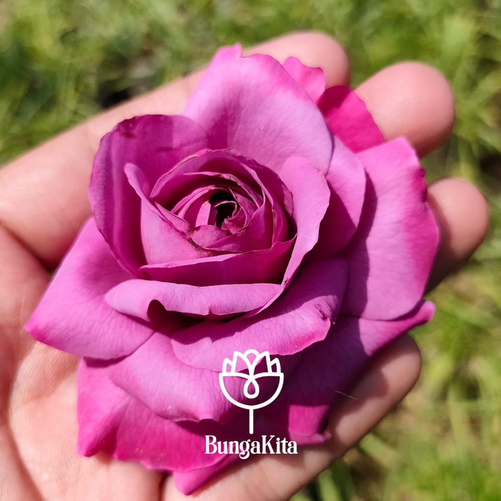 Tanaman Hias Bunga MAWAR UNGU CLAUDE BRASSEUR