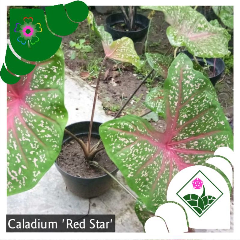 Caladium 'Red Star' (Keladi Bintang Bintik Putih) _ Tanaman Hias Tropis