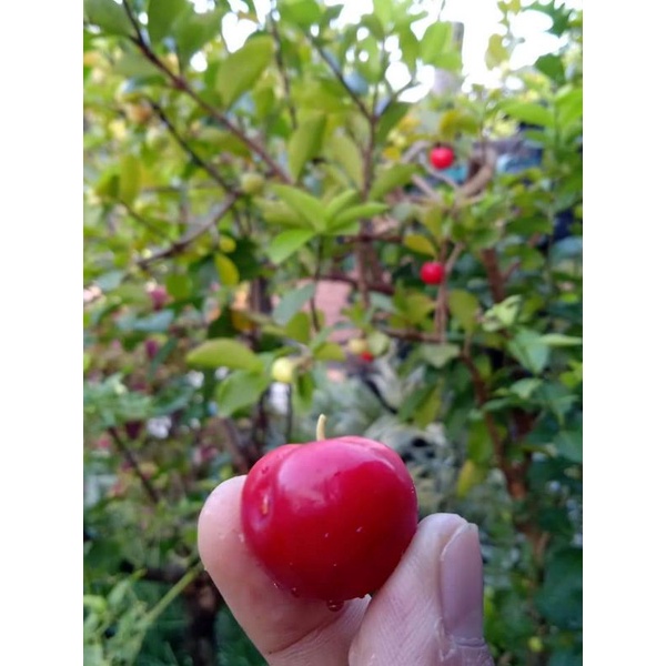 bibit tanaman sianci bahan bonsai sianci (cherry barbados)