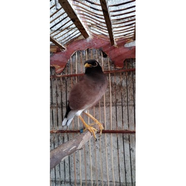 jalak nias jantan atau betina gacoran