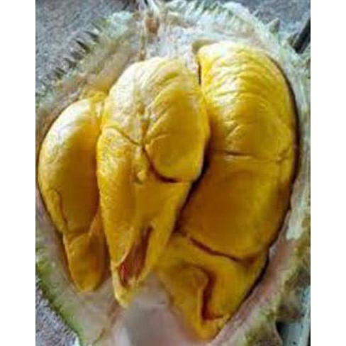 Bibit Tanaman Buah Durian Bawor Kaki 3 Tinggi 1,2 Meter Up Pr3M1