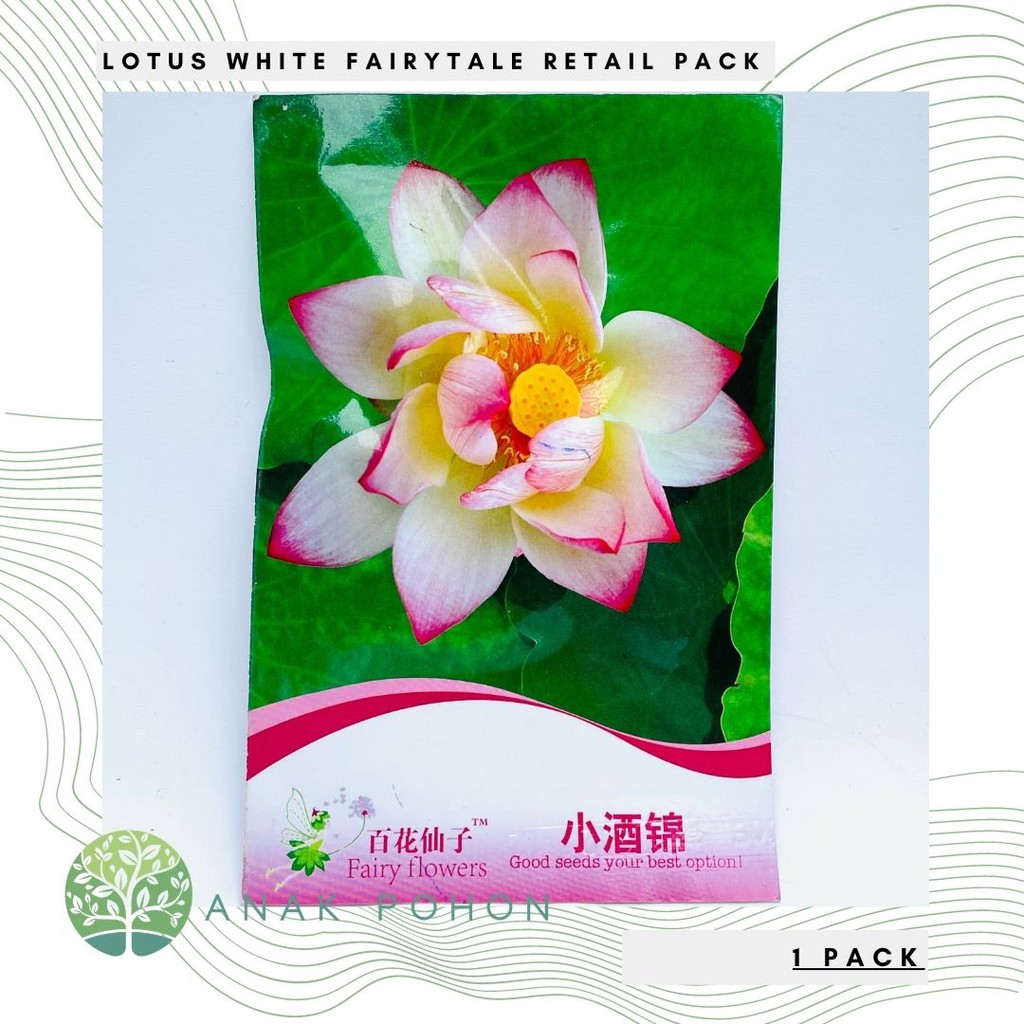 ( 1 PACK ) Benih Bibit Biji - Lotus Seroja Nelumbo nucifera White Fairytale Retail Pack - IMPORT