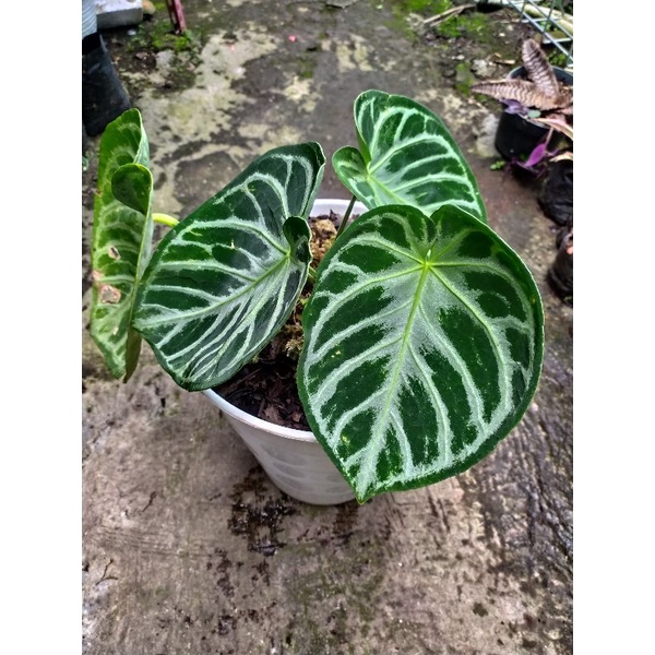 anturium kuping gajah dorayaki silver