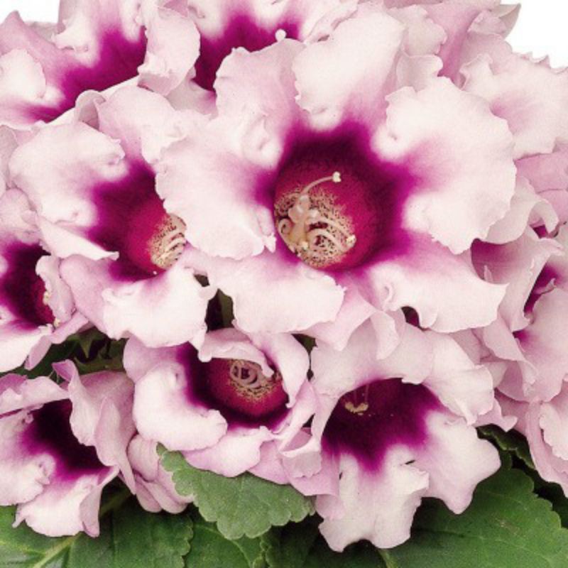 bunga gloxinia // tanaman bunga gloxinia