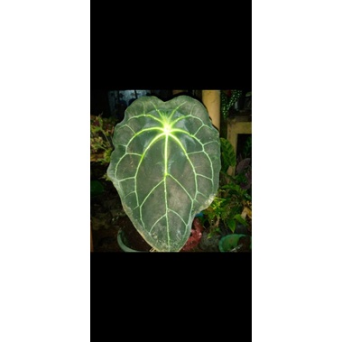 Kuping gajah Magni x forgetti