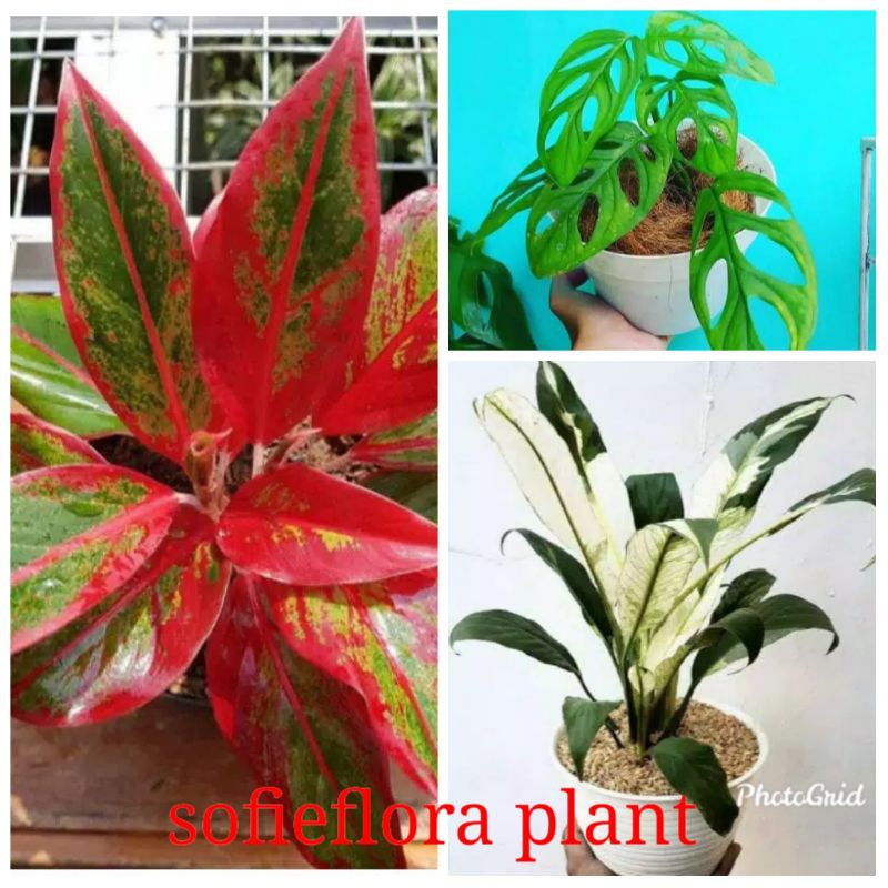 Promo paket 3 tanaman hias aglonema Siam Aurora, spatu filum varigata dan monstera janbol