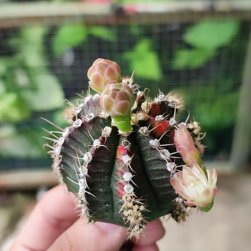 Kaktus ownroot gymnocalycium tricolor