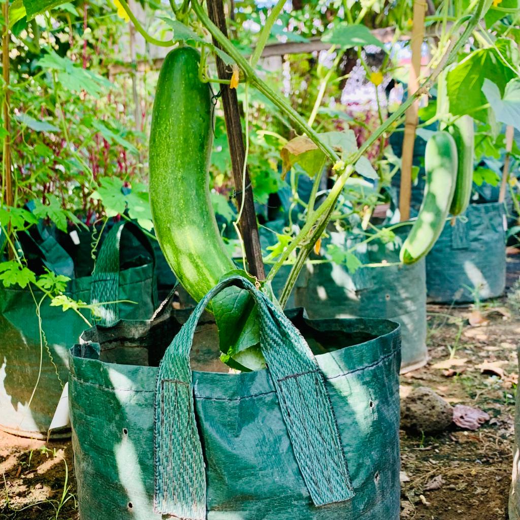 Planter Bag Eco Pack 20 35 50 75 Liter Original HDPE Hijau Tabulampot