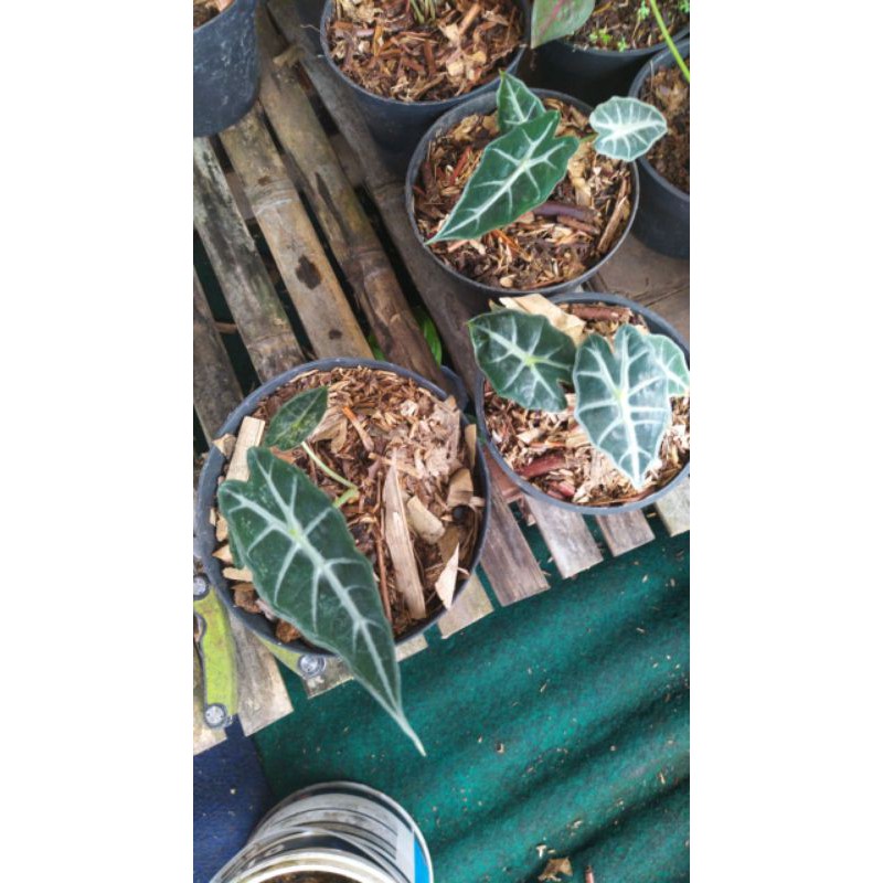 Alocasia parasol mini