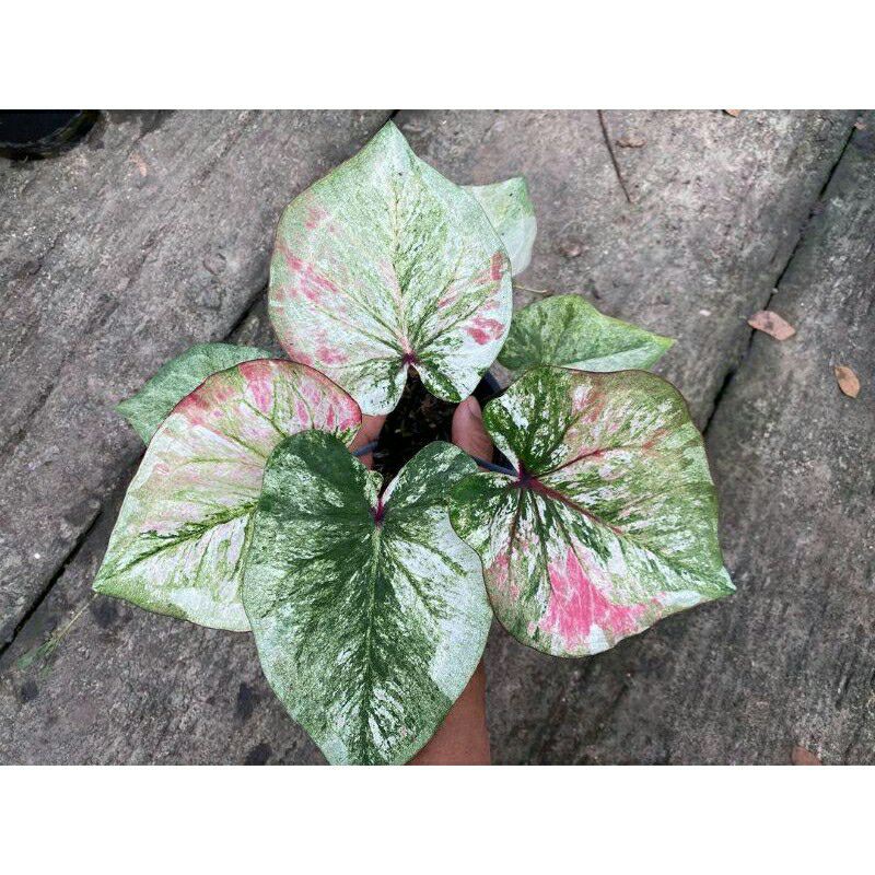 tanaman hias umbi caladium nature white hybrid thailand
