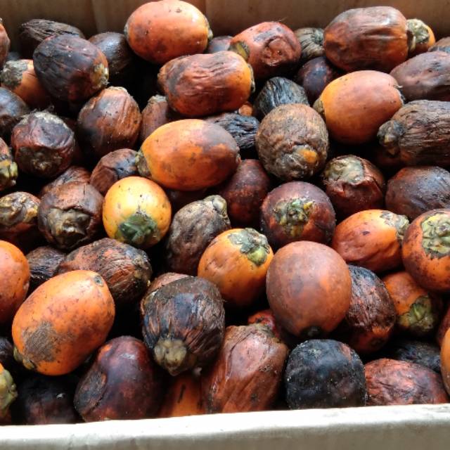 

Buah pinang khusus bibit