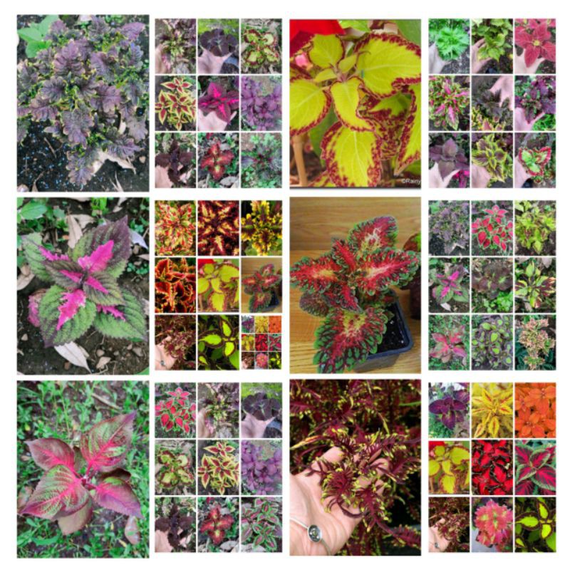 Miana Tanaman Hias Miana Murah Paket 15 Jenis Miana Bunga Jawer Kotok Premium Bunga Miana Langka