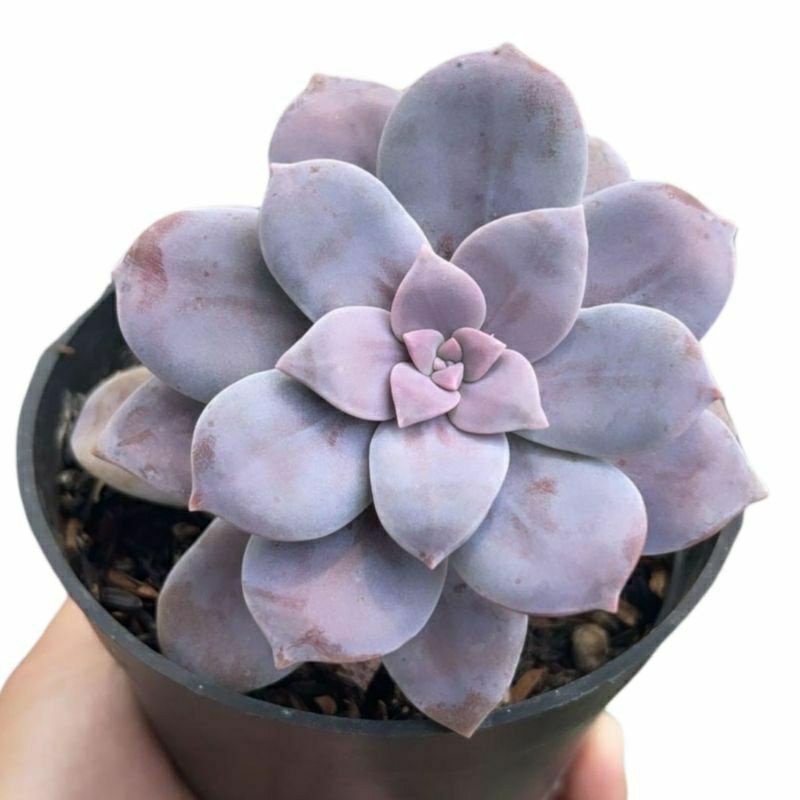 Sukulen Graptopetalum Superbum